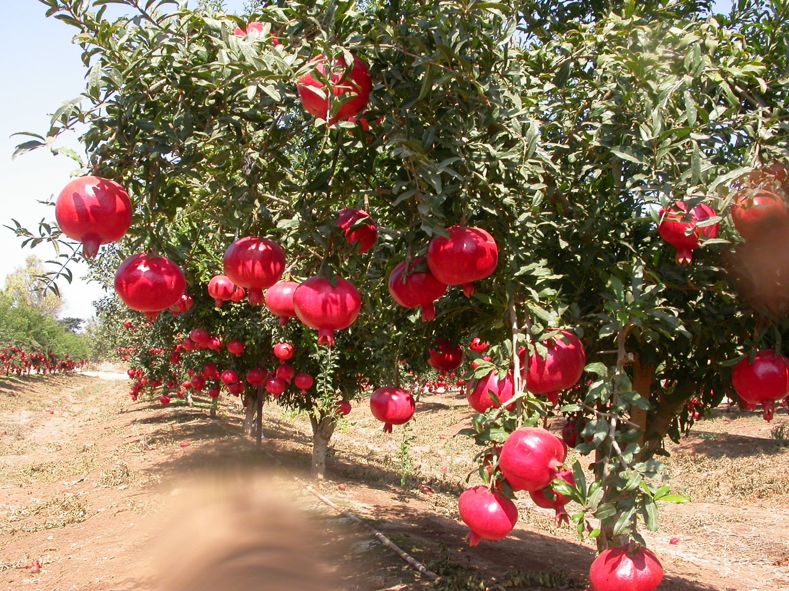 Pomegranate is a symbol of Azerbaijan - Azerbaijani Turkish Russian translations