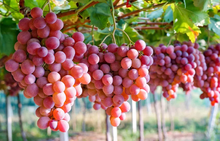 Azerbaijan Grapes - Azerbaijani Turkish Russian translations