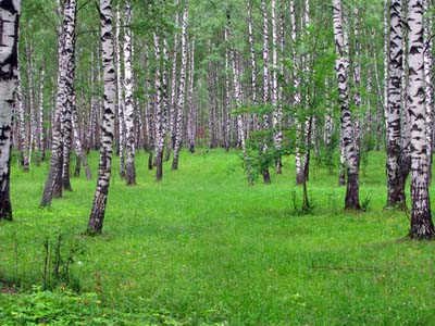 Birch trees-Beryoza-Russian, Turkish, Azerbaijani translations