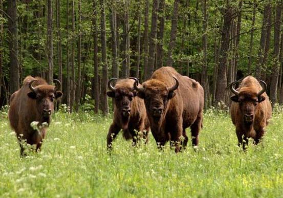 World Famous Bison - Belarussian, Azerbaijani, Turkish translations